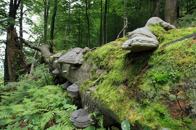 Rastliny(1)