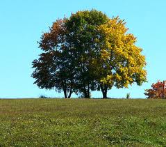 images (5)